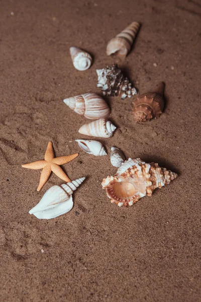 贝壳背景-宏射击的美丽贝壳 — 图库照片