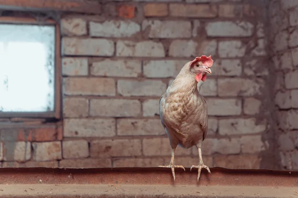 Pollo blanco —  Fotos de Stock