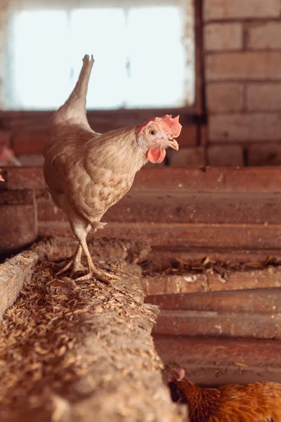 닭고기 — 스톡 사진