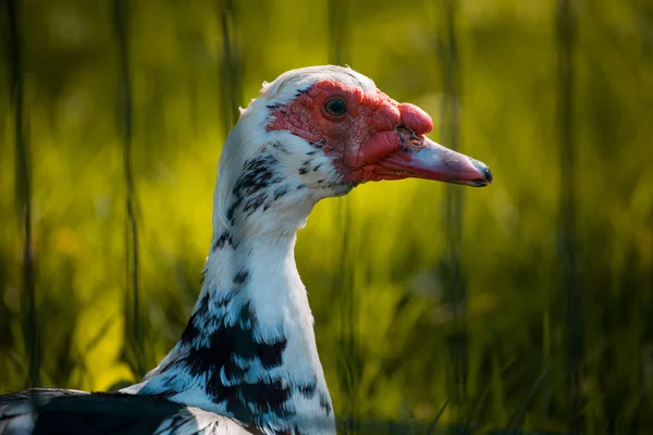 Profil einer Moskauer Ente — Stockfoto