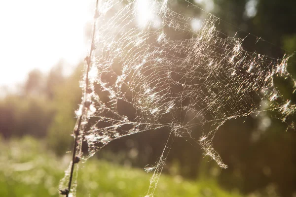 Spinnennetz im herbstlichen Sonnenaufgang — Stockfoto