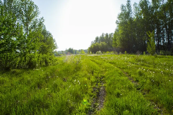 Field on sunset — Stock Photo, Image