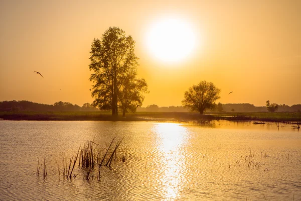 Feld bei Sonnenuntergang — Stockfoto