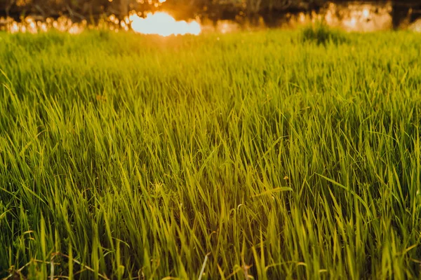 A mező a sunset — Stock Fotó