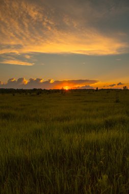 Gün batımında buğday tarlası