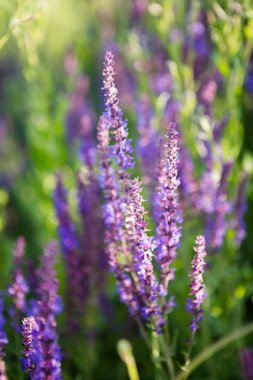 Lavanta çiçek arka plan