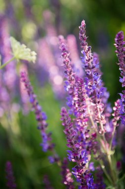 Lavanta çiçek arka plan