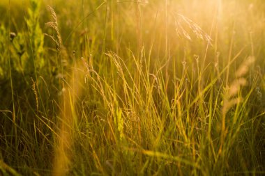 bahar ya da yaz bana çim ile doğa arka plan