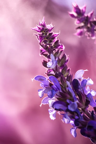 Wilder Lavendel im Frühling ein junges Feld — Stockfoto