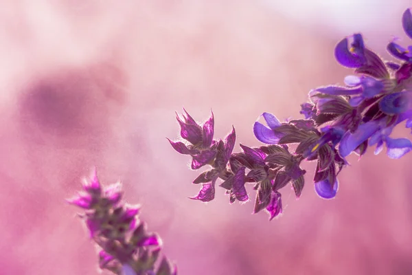 Wilder Lavendel im Frühling ein junges Feld — Stockfoto