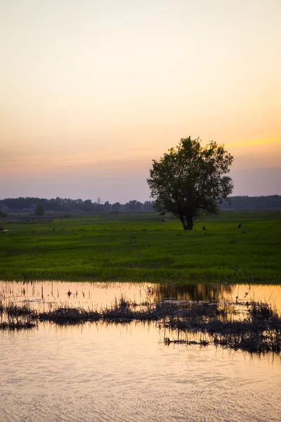 Belo pôr do sol sobre o lago da floresta — Fotografia de Stock