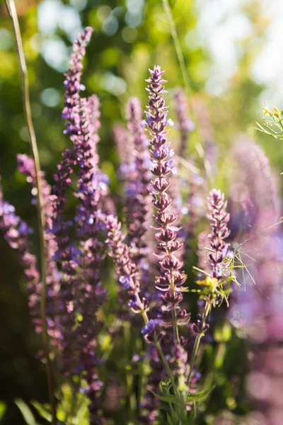 Lavendel blumigen Hintergrund — Stockfoto