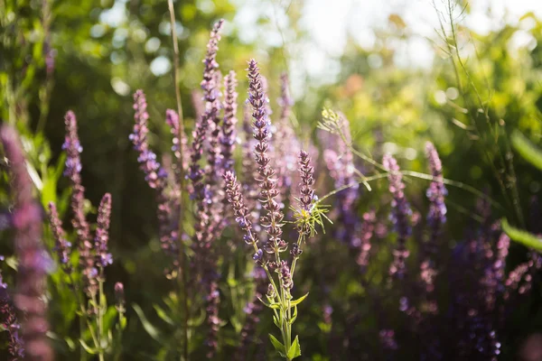 Fondo floral de lavanda — Foto de Stock