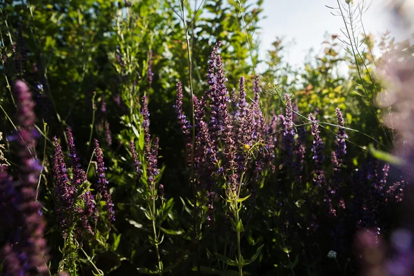 Lavendel blumigen Hintergrund — Stockfoto