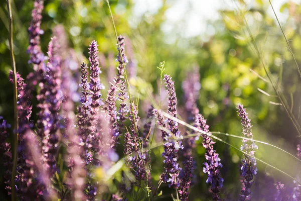 Lavendel blumigen Hintergrund — Stockfoto