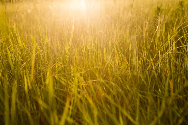 Primavera o estate sfondo astratto natura con erba nel me — Foto Stock