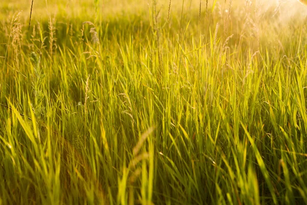 Primavera o verano abstracto naturaleza fondo con hierba en el me —  Fotos de Stock