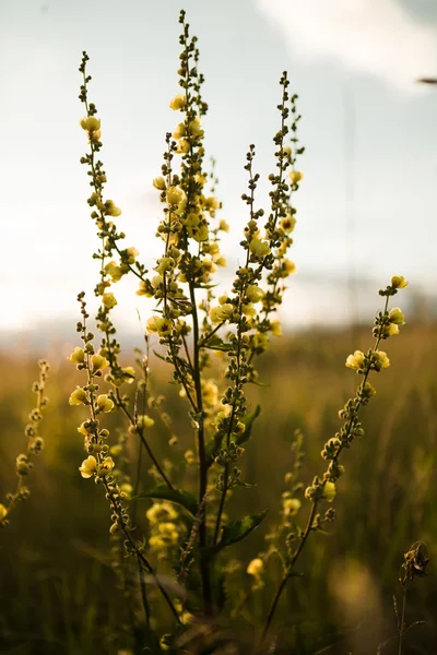 Close up sunhemp plantation in Thailand — Stock Photo, Image