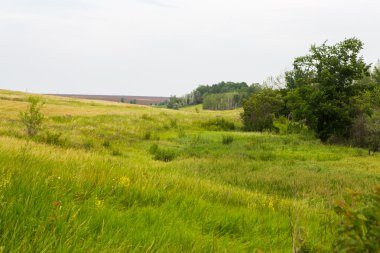 Bahar çimen ve orman alanı
