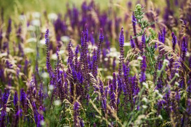 tarlada mor lavanta çiçekleri