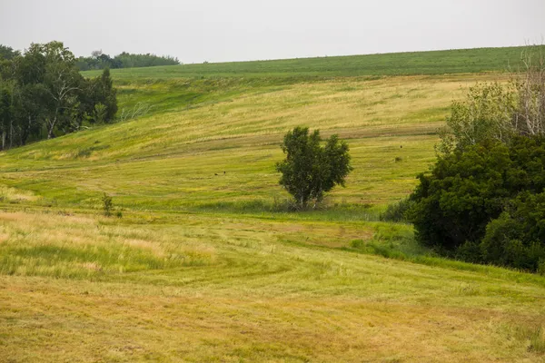 Field of spring grass and forest — Stock Photo, Image