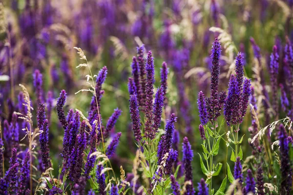 Lila Lavendelblüten auf dem Feld — Stockfoto