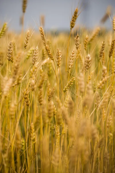 Wheat Field — Stock Photo, Image