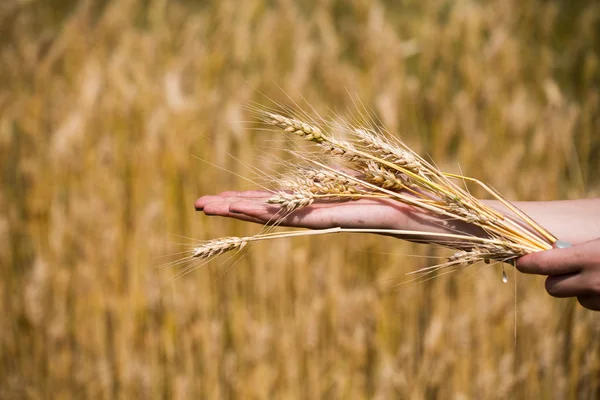 Wheat ears in the hands.Harvest concept — Stock Photo, Image