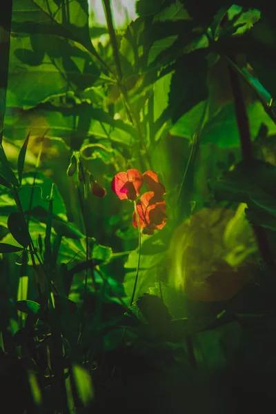 야생 꽃 — 스톡 사진