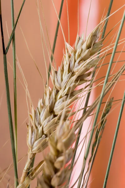 Rye spikelets on wooden background — Stock Photo, Image