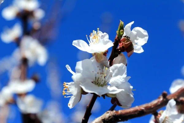 Flores de albaricoque blanco en el fondo del cielo azul — Foto de Stock