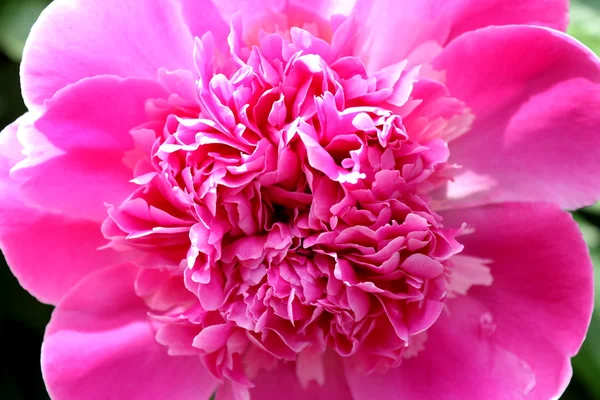 La flor de peonía de color rosa brillante — Foto de Stock