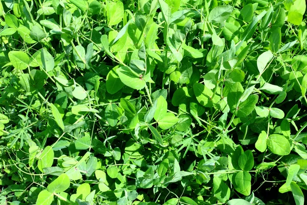 若い芽のエンドウ豆とルピナス — ストック写真