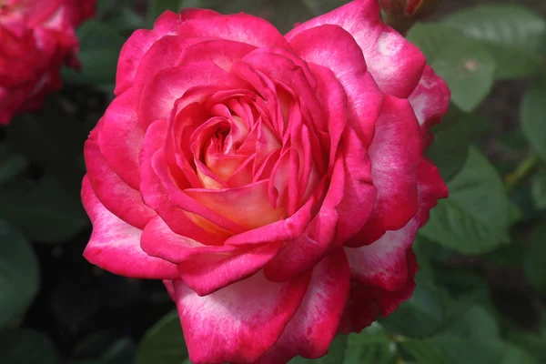 Hermosa rosa en flor contra el verde de las hojas — Foto de Stock