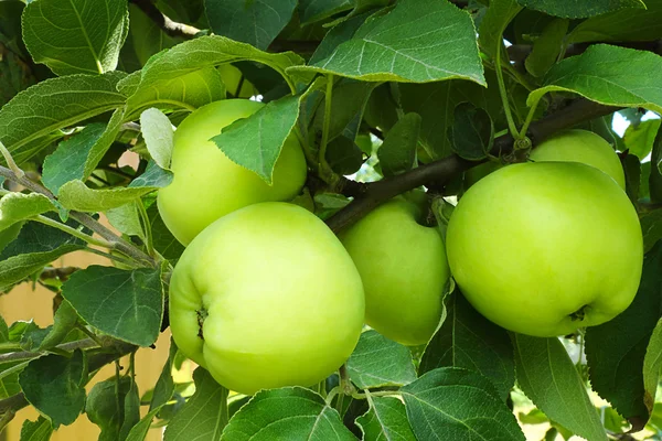 bahçede bir ağaç dalı üzerinde büyüyen elma.