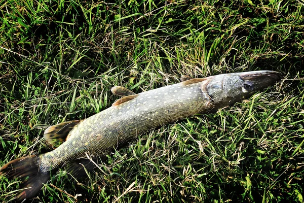 Hecht liegt auf dem grünen Gras. — Stockfoto