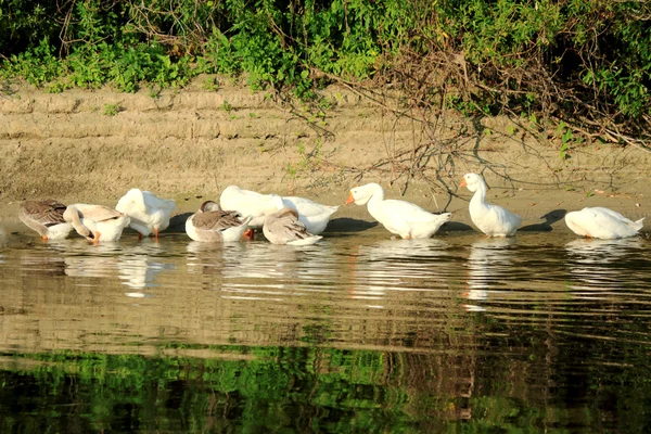 Гуси на берегах реки поют перья . — стоковое фото