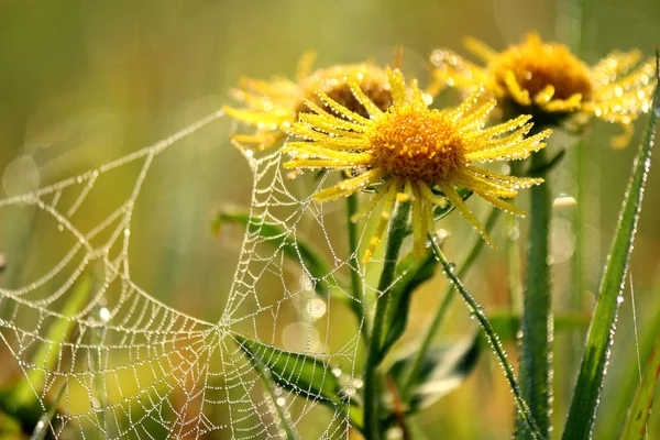 Wildflowers with drops of dew on a misty morning.