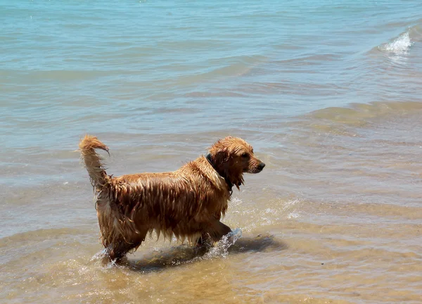 समुद्र तट पर कुत्ता पानी में खेलता है . — स्टॉक फ़ोटो, इमेज