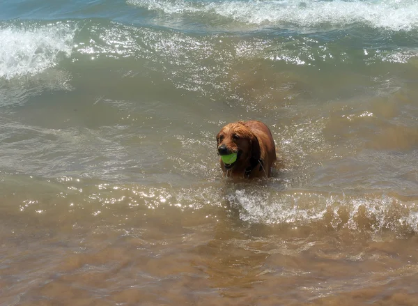 Perro en la orilla del mar juega en el agua . — Foto de Stock