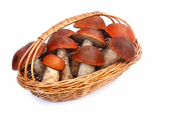 Funghi, funghi di pioppo tremulo in un cesto di vimini su uno sfondo bianco — Foto Stock