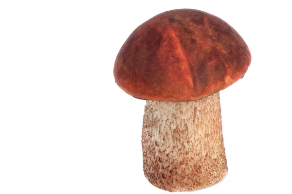 Bella arancia-cap fungo boletus su uno sfondo bianco . — Foto Stock