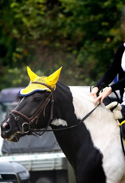 Beautiful horse riding competitions — Stock Photo, Image