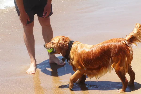 Prachtige rashond op het strand. — Stockfoto