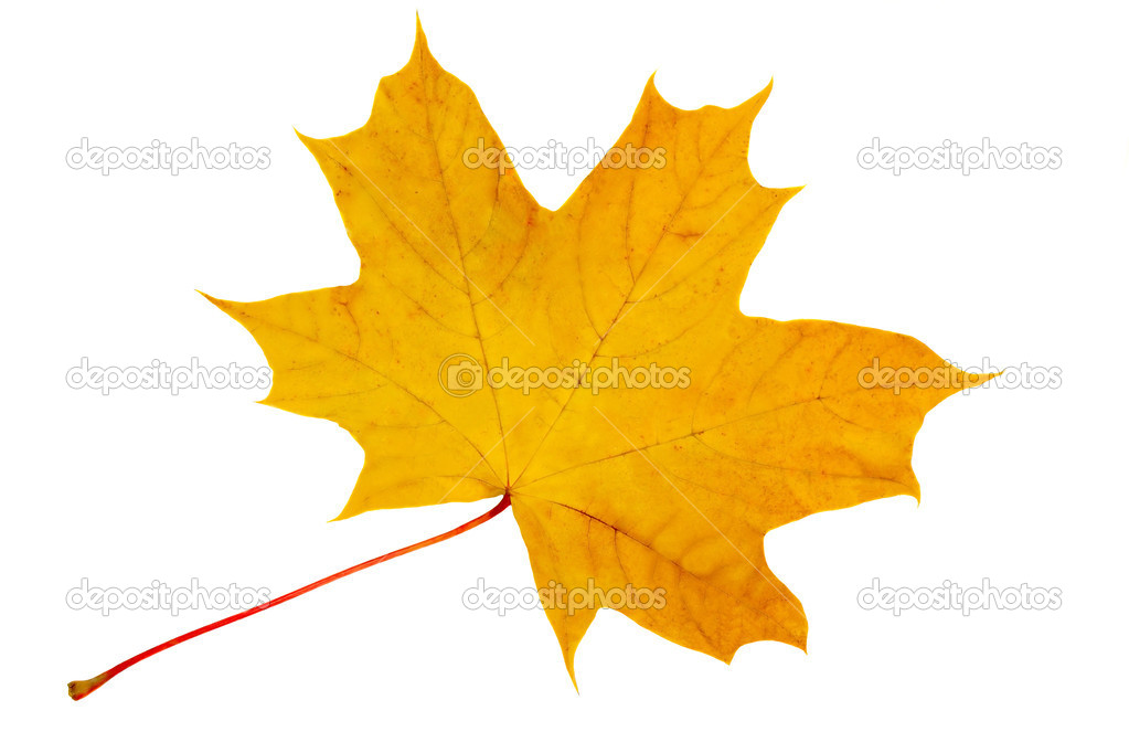 Autumn, yellow maple leaf on a white background.