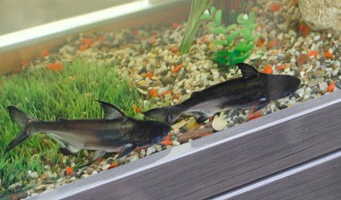 iki büyük bir akvaryum balık