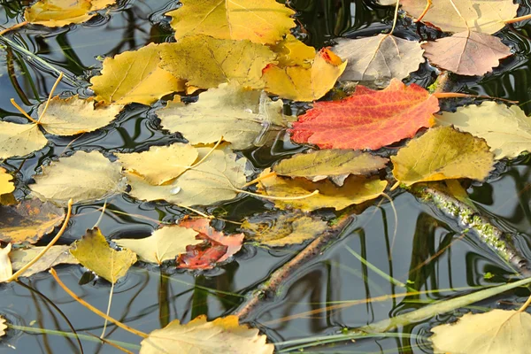 Caiu das árvores, as folhas na superfície da água em — Fotografia de Stock