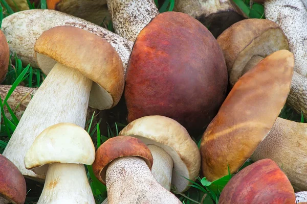 Schöne Pilze auf dem Gras im Wald. — Stockfoto