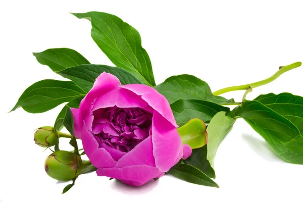 Çiçek ve çiçek tomurcukları peonies, beyaz arka plan. — Stok fotoğraf