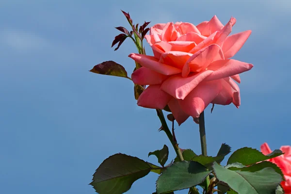 Hermosa rosa en flor contra el cielo azul . — Foto de Stock